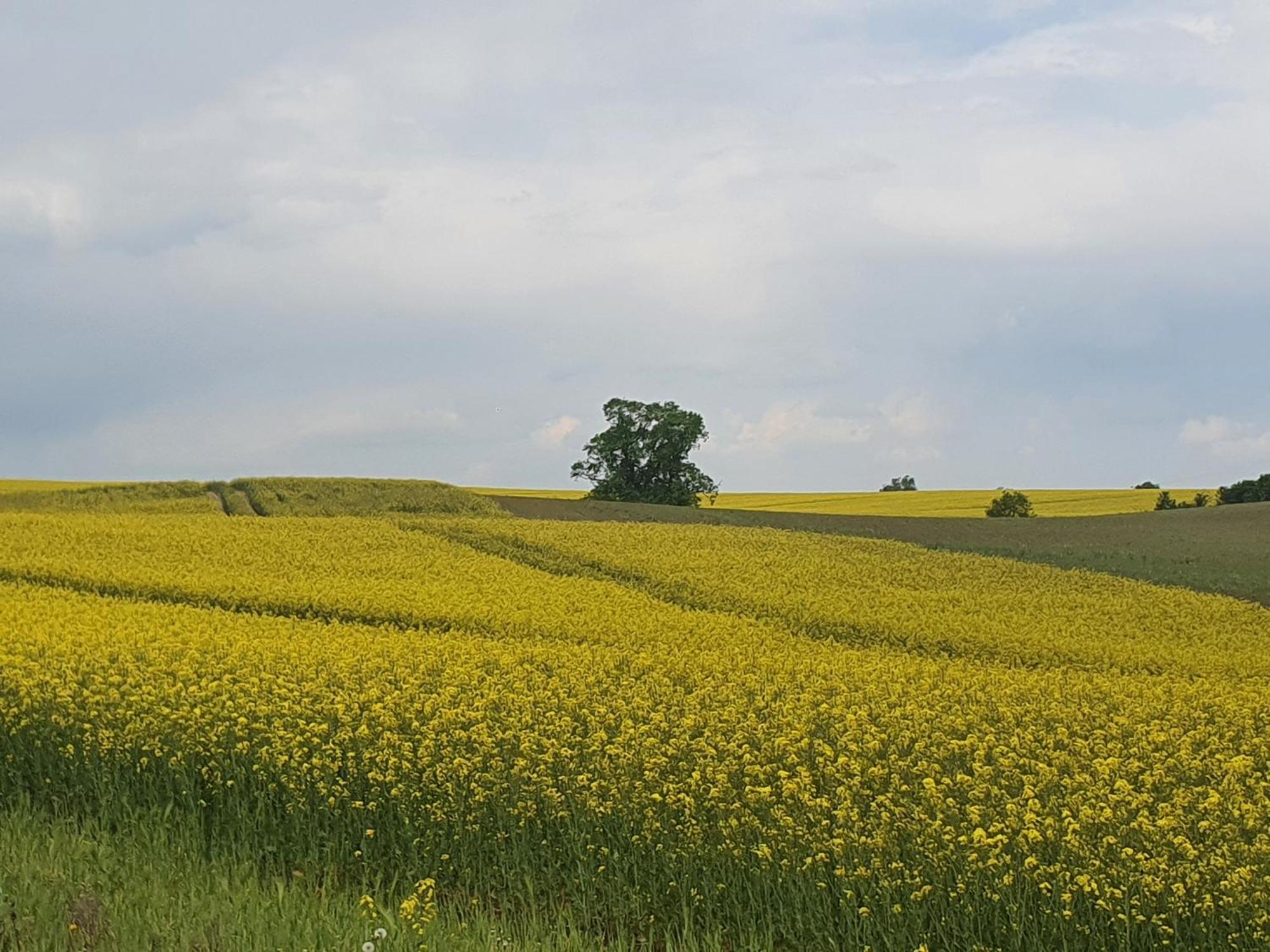 Auszeit Am Rosengarten, Zentrumsnah Güstrow Extérieur photo